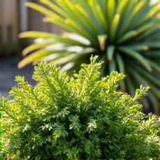 Furniture Removal and Yard Waste Disposal