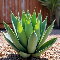 Agave and succulents creating a beautiful xeriscape in Marana