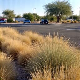 Commercial lot in Catalina Foothills before weed abatement, showing extensive weed growth and unmaintained areas. The property needed comprehensive weed control and seasonal landscaping to improve presentation and reduce fire risk.