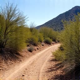 Brush clearing project midway, with some brush removed and others prepped for clearing near Sabino Canyon
