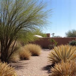 Before desert yard cleanup in Casas Adobes near Oracle & Ina