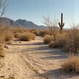 Desert landscaping before, featuring dying plants and sparse ground cover