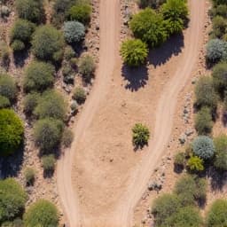 Brush clearing site before Saguaro National Park. A heavily overgrown lot with dense desert brush near Saguaro National Park West, Marana, AZ, prior to clearing.