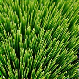 sod installation lush lawn tuson