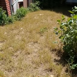 Before sod installation of weedy backyard in Green Valley, Arizona