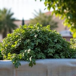 Tree branch and green waste removal in Tucson, part of a comprehensive landscaping service