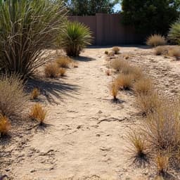 Weedy rock beds in Catalina Foothills before a professional cleanup.