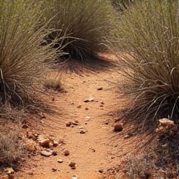 Before image of a desert landscape heavy with overgrown bushes and debris, awaiting transformation in Oro Valley, AZ