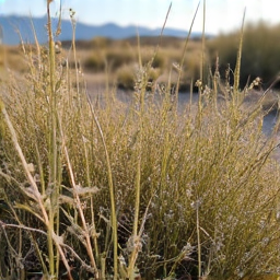 Before image of a backyard with tall weeds and scattered debris requiring professional yard cleanup in Oro Valley, AZ