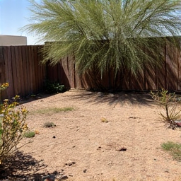 Tucson overgrown yard before landscaping cleanup in Sam Hughes
