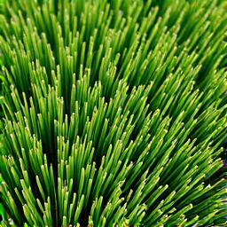 sod installation lush lawn tuson